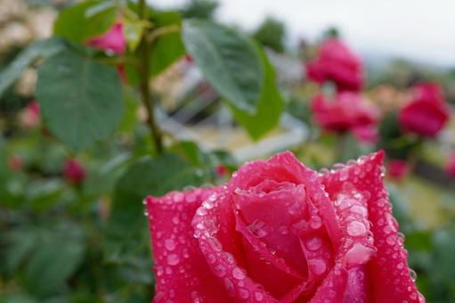 雨に濡れたバラ(マリアカラス)14 雨に濡れたバラ(マリアカラス)14 バラ,薔薇,春バラの写真素材