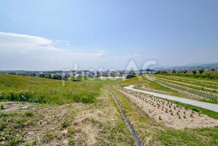北海道　富良野市　日の出公園 公園,花,ハナの写真素材
