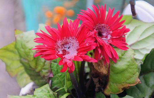 アフリカンデージー ガーベラ,花,flowerの写真素材