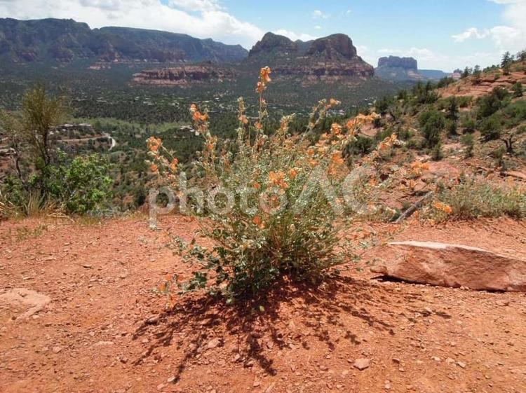 砂漠に咲くオレンジの花 花,砂漠,オレンジの写真素材