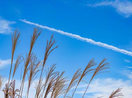 秋イメージ〜青空と風にそよぐススキの風景 秋イメージ〜青空と風にそよぐススキの風景の写真