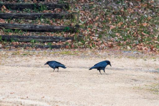 芝生の上を歩く二羽のカラス 芝生の上を歩く二羽のカラス カラス,鳥,黒の写真素材