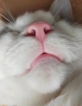 ドアップ 猫 ドアップ 猫の写真