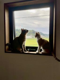 窓際の三毛猫とキジトラ 窓際の三毛猫とキジトラの写真