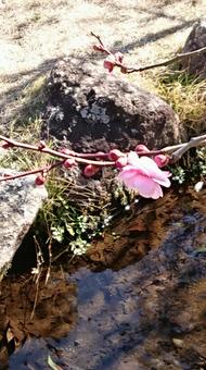 梅の花 梅の花の写真