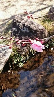 Plum blossom, JPG