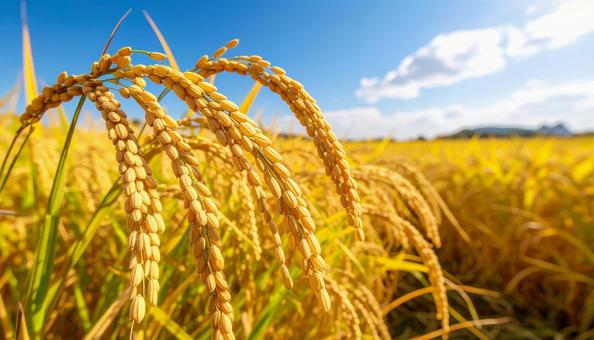 秋の実りを迎えた稲穂 黄金色に輝く田んぼ 秋の実りを迎えた稲穂 黄金色に輝く田んぼの写真