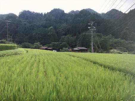 田園 田園 田園,田んぼ,夏の写真素材