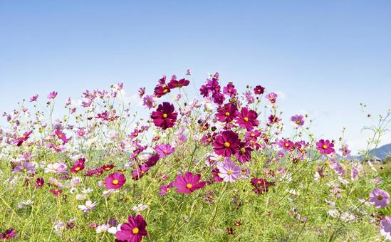 秋空に映えるコスモスの彩り 秋空に映えるコスモスの彩りの写真