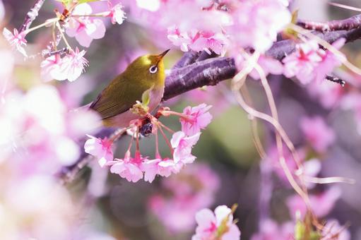満開の桜と可愛いメジロ 満開の桜と可愛いメジロの写真