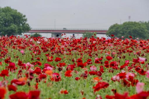 Konosu Flower Festival 2025, JPG Konosu Flower Festival 2025, JPG