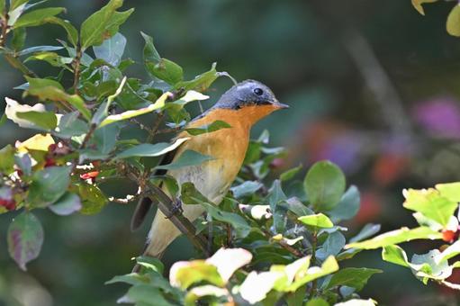 ムギマキ ムギマキ,スズメ目,ヒタキ科の写真素材