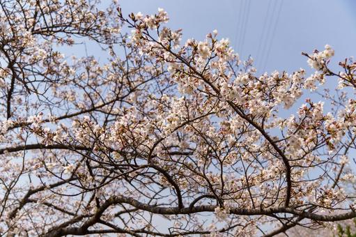 青空に映える満開の桜 青空に映える満開の桜 桜,春,満開の写真素材