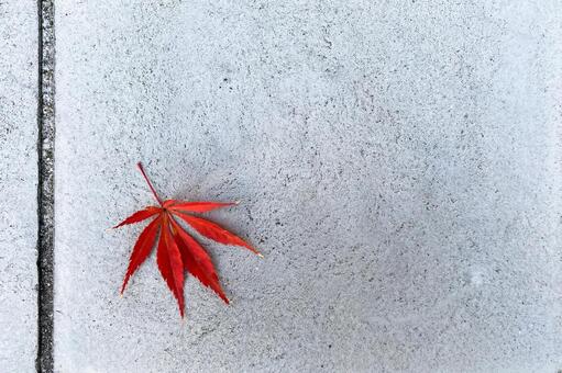 赤い紅葉が一枚置かれたコンクリートの床 もみじ,葉,赤の写真素材