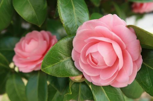 camellia camellia spring flowers pink flowers, JPG camellia camellia spring flowers pink flowers, JPG
