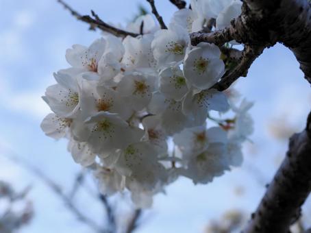 風雪に耐えて梅花麗しの写真