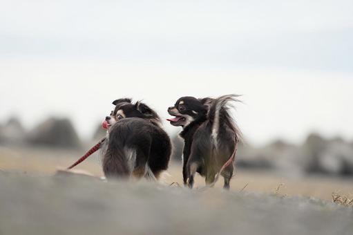 海辺の仲良しチワワたち 海辺の仲良しチワワたち 犬,チワワ,可愛い犬の写真素材