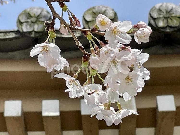 桜と屋根瓦 桜,さくら,サクラの写真素材