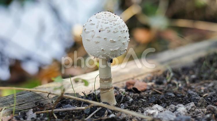 【きのこの写真】オオシロカラカサタケ 白い花,自然,野草の写真素材