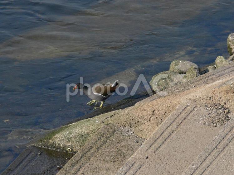 護岸から川に入ろうとしている水鳥のバン バン,鳥,野鳥の写真素材