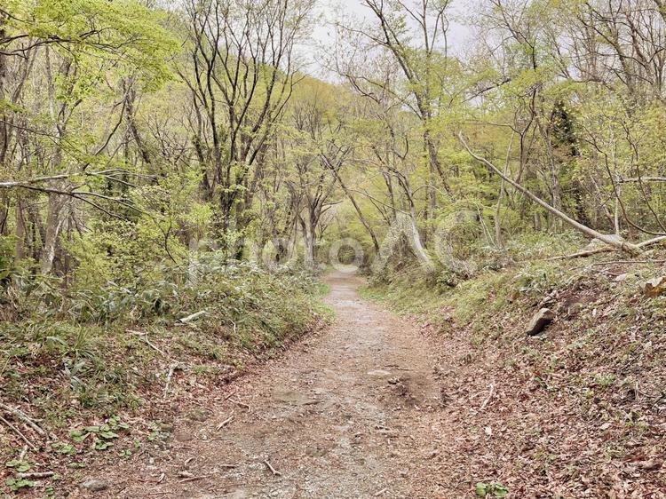 大自然の中の一本道 自然,山,道の写真素材