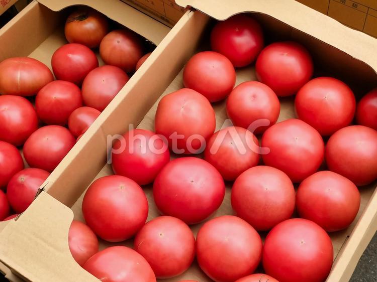 箱詰めされたトマト トマト,箱詰め,段ボール箱の写真素材