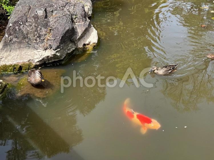 池を泳ぐ鴨と鯉 鴨,鯉,池の写真素材