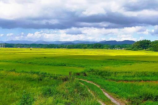 2025年8月の里山17 2025年8月の里山17 水田地帯,あぜ道,田んぼの写真素材