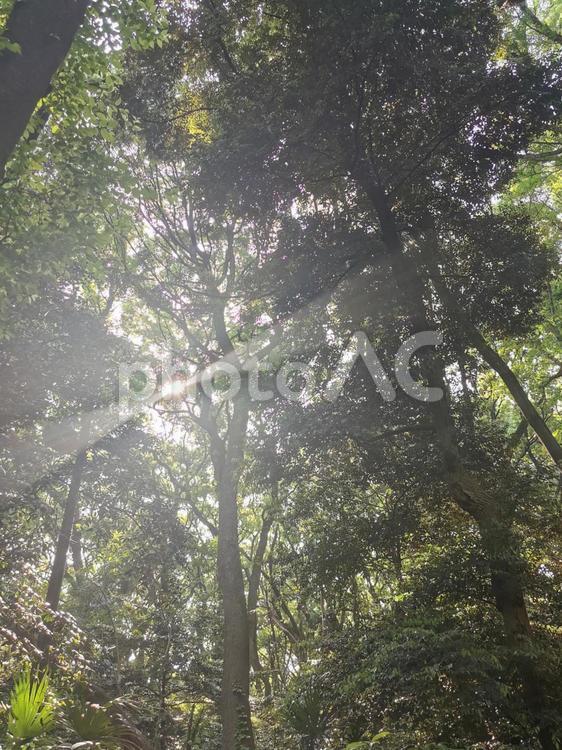 光差し込む林 林,光,木の写真素材