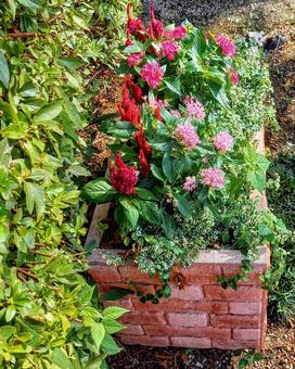 ペンタスとケイトウの花壇(縦) ペンタスとケイトウの花壇(縦) ペンタス,鶏頭,花壇の写真素材