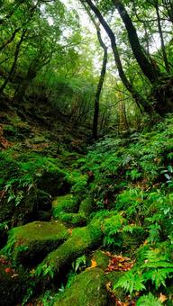 屋久島で苔が木々や石に張り付いている写真 屋久島,世界遺産,植物の写真素材