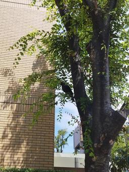 夏のカラス3 夏のカラス3 木,カラス,夏の写真素材