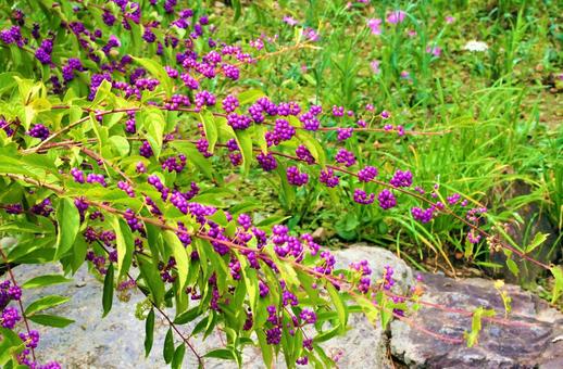 紫の花 紫の花の写真