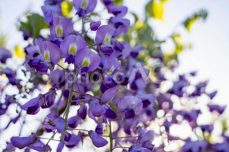 日差しに映える藤の花 藤,藤棚,藤の花の写真素材