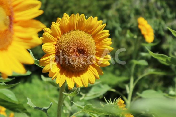 黄色が鮮やかなひまわりの花 ひまわり,夏の陽気,夏の訪れの写真素材