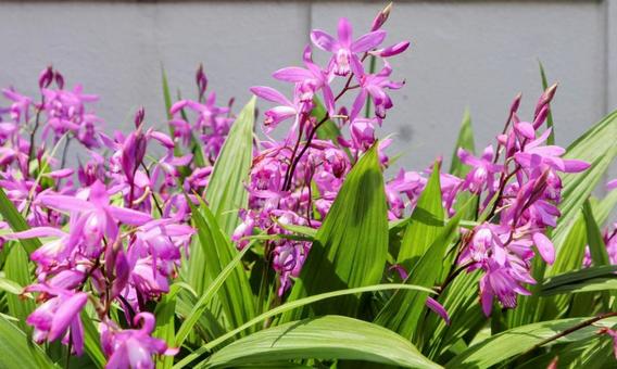 生薬の1つ シラン,花,フラワーの写真素材