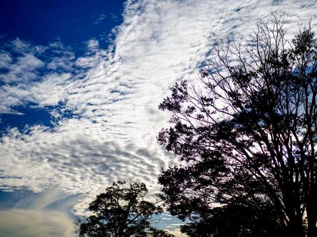うろこ雲の空と枯れ木 紅葉,風景,背景の写真素材