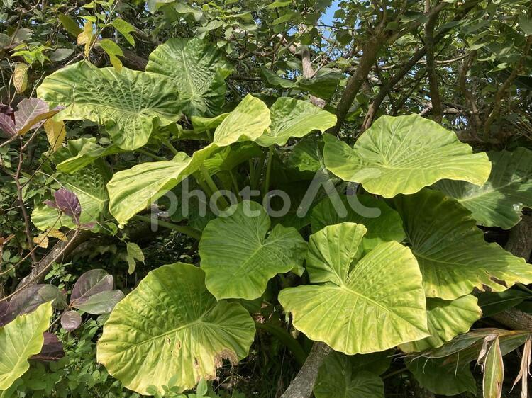 公園で自生しているクワズイモ クワズイモ,トトロの葉,葉の写真素材