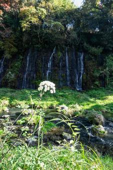 静岡 白糸の滝の滝壺に咲く白い花 静岡 白糸の滝の滝壺に咲く白い花 白糸の滝,静岡,滝の写真素材