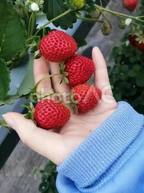 いちご狩りで取れた苺を手に持った女性 いちご,いちご狩り,苺の写真素材
