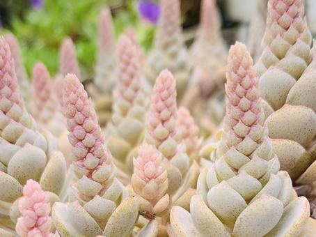 オロスタキス オロスタキス オロスタキス,子持ち蓮華,多肉植物の写真素材