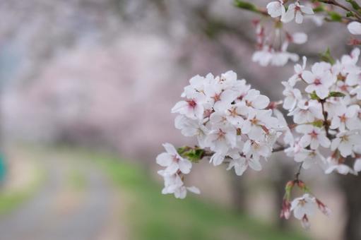 桜 桜の写真