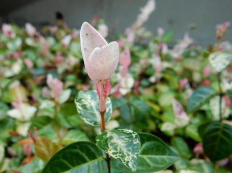 【f花の写真】 ハツユキカズラの写真