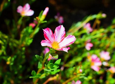 ポーチュラカの花の写真