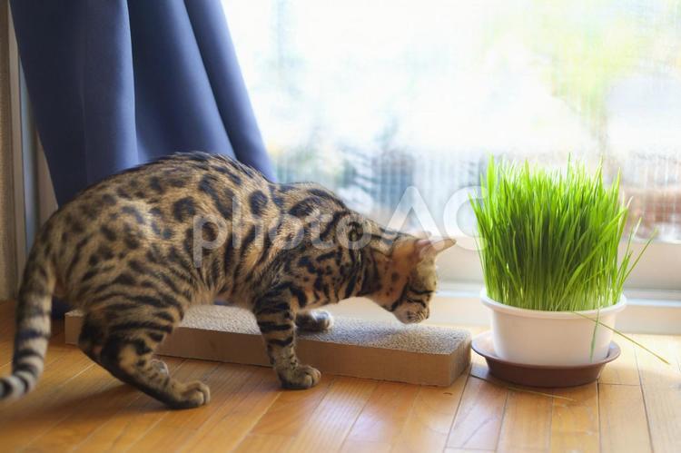 猫草と猫と爪研ぎ 猫,ベンガル,ベンガル猫の写真素材