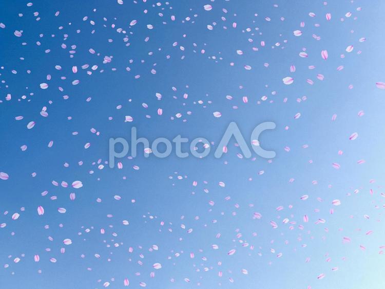 青空に舞う春の桜の花びら 桜,花見,春の写真素材