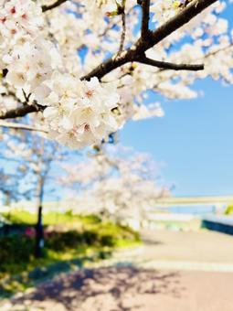 舎人公園 舎人公園の写真