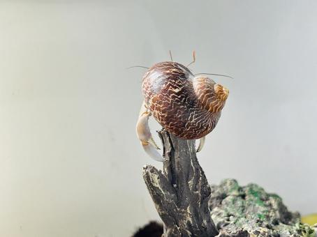 オカヤドカリ後ろ姿 オカヤドカリ後ろ姿 オカヤドカリ,ヤドカリ,後ろ姿の写真素材