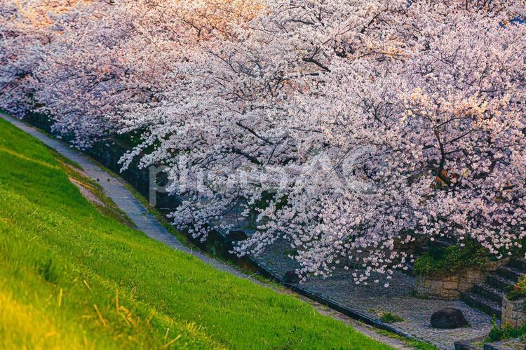 早朝の誰もいない桜並木 春,spring,3月の写真素材