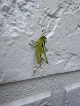 Locusts clinging to the wall, JPG Locusts clinging to the wall, JPG